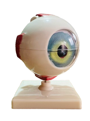 Model of Human Eye