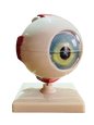 Model of Human Eye