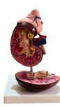 Human Kidney with Adrenal Gland