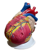 Human Heart