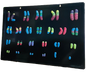 Model of Human Chromosomes