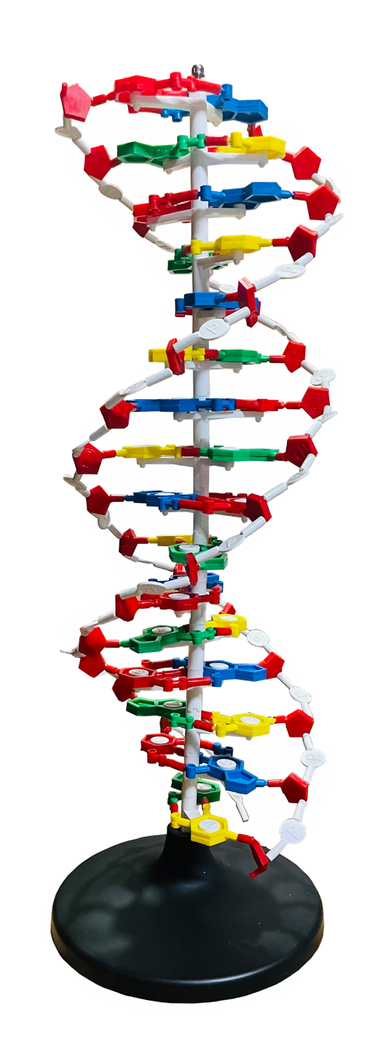 DNA Structure
