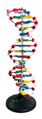 DNA Structure