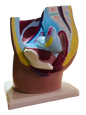 Model of Female Inguen