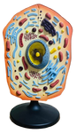Model of Animal Cell