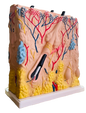 Model of Human Skin