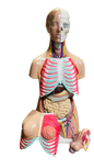 Model of Human Male and Female Torso Life size (52 parts)