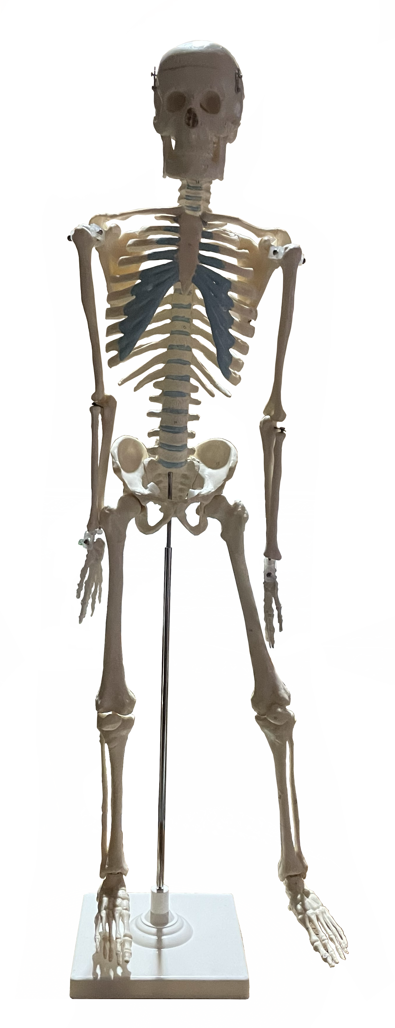 Model of Human Skeleton