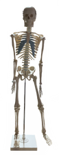Model of Human Skeleton